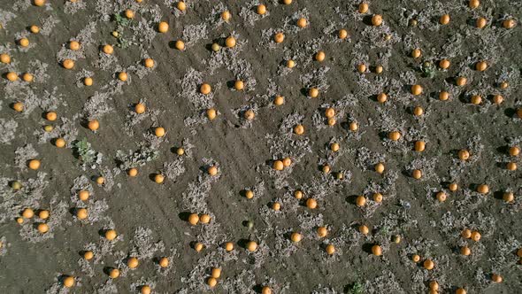 Bird's Eye View of a Pumpkin Patch on a Farm Ready for Harvest Aerial Flyover