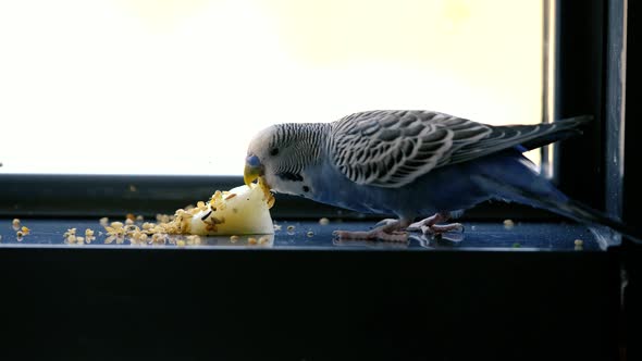 Eating Bird