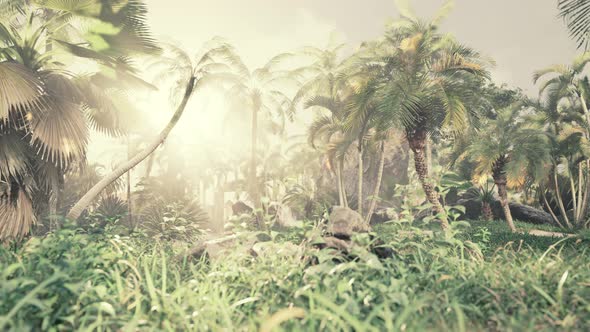 Green Jungle of Malaysia with Sun Rays