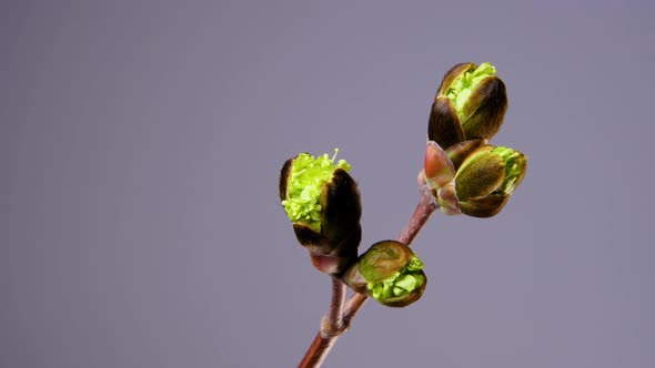 Growing Leaves on a Tree Branch