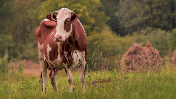 Cow on the meadow grazing the grass. Oranic milk concept. Farming background. Green tourism