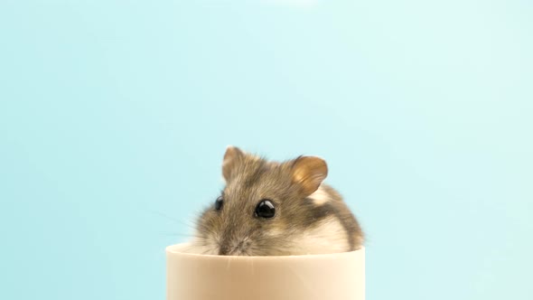 Closeup of a small funny miniature jungar hamster. Fluffy and cute Dzhungar rat at home.