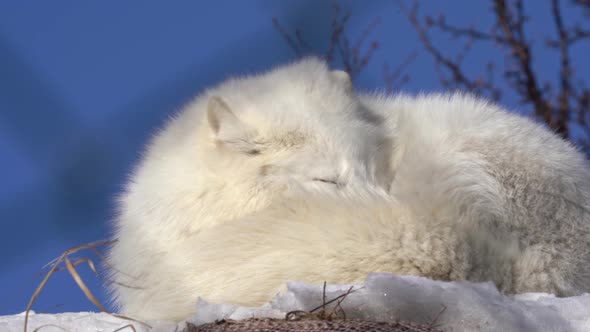 Sleepy white polar fox waking up and looking into camera with a sleepy face - Static winter clip wit