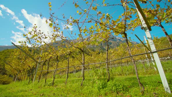 Long Row of Grape Vines Growing in Valley Against Mountain