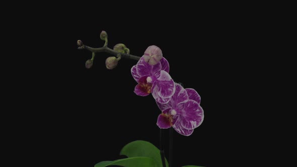 Time-lapse of opening pink - white Phalaenopsis orchid