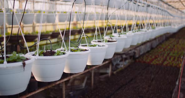 Close-Up Of Plants In Greenhouse