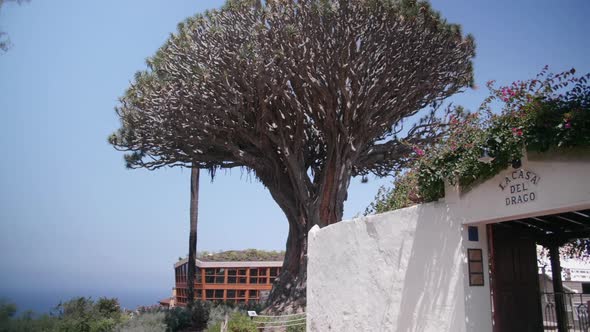 Dragon tree in the Parque del Drago - Tenerife - Canary Islands