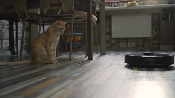 Cat Watching Robot Vacuum Cleaning Floor