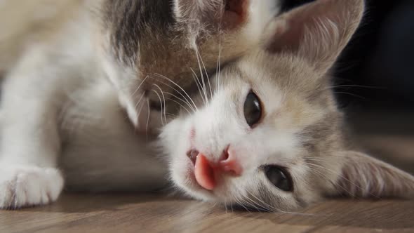 Two Little Kittens Playing