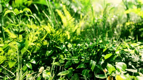 Closeup of a Plants in Tropical Jungle alt
