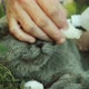 Hands of a Woman Curing a Wounded Cheek of a British Shorthair Male Cat - VideoHive Item for Sale