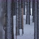 Group of Noble Deer Turning Around and Running in Circles in a Pine Forest in Winter - VideoHive Item for Sale