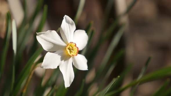 Narcissus poeticus garden flower on wind    slow-mo 1920X1080 HD footage - Slow motion daffodil  pla