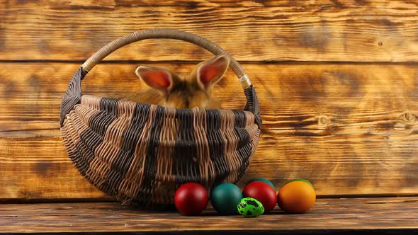 Little Brown Fluffy Cute Rabbit Sits in a Wicker Basket with Multicolored Assorted Easter Eggs on a