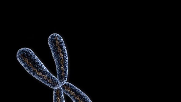 X Chromosomes with DNA Molecules