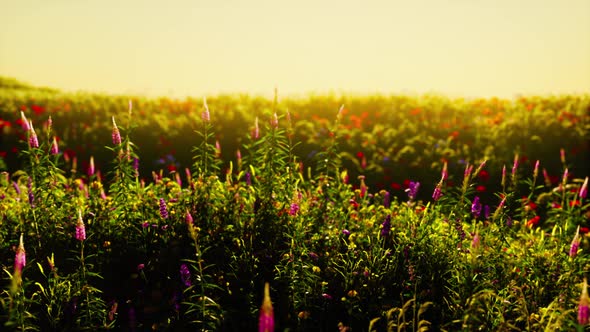 Wild Meadow with Blooming Wildflowers in Soft Early Morning or Sunset Sunlight