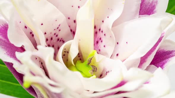 Beautiful White Lily Flower Bud Blooming Timelapse, Extreme Close Up. Time Lapse of Fresh Lilly