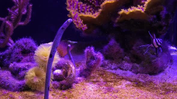 Spotted Garden Eel