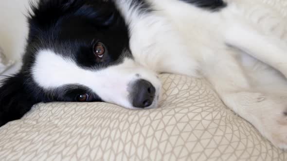 Funny Portrait of Cute Puppy Dog Border Collie Lay on Pillow Blanket in Bed