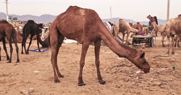 Camels at Pushkar Mela Camel Fair Festival in Field Eating Chewing