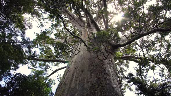 Huge Hauri Tree in Primeval Forest in New Zealand Nature