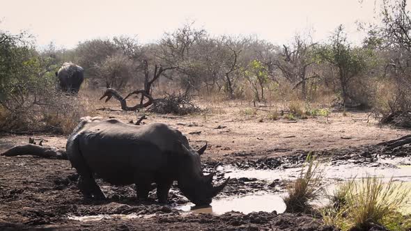 Southern white rhinoceros in Kruger National park, South Africa