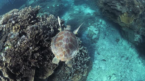 Snorkelers view following a small sea turtle as it swim above a coral reef system in clear blue trop