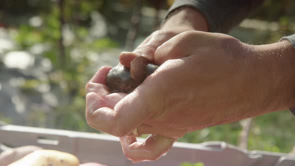 SLOW MOTION CLOSEUP, cutting open a Purple Queen potato, sunny day backlit