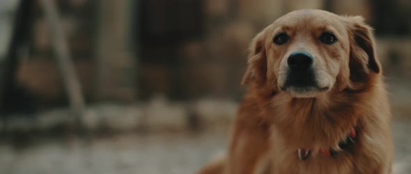 Close up of a curious golden retriever - labrador dog, in a park on a sunny day