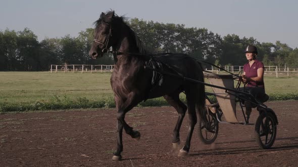 Harness Racing on Training Hippodrome Horsewoman Is Driving Cart