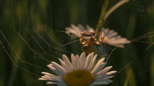 Macro Photography of Nature