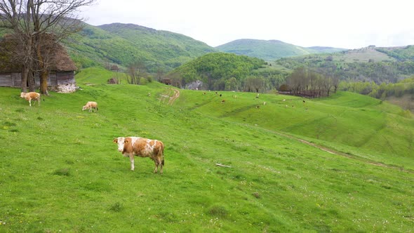 Cows on alpine meadow.