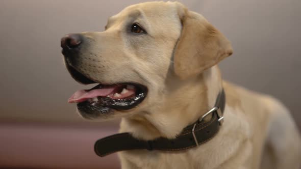 Cute Labrador Retriever Dog Sniffing Nose at Home, Waiting for Owner Coming