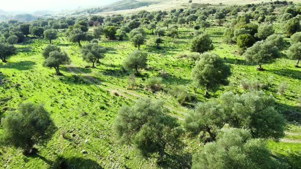 Mediterranean Landscape Drone Slowly Flying Through Olive Trees Beautiful Nature View of Green Grove