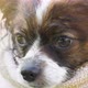 Dog Papillon After a Bath Drying in towel. Pet in grooming salon. - VideoHive Item for Sale