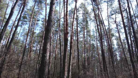Trees in a Pine Forest During the Day Aerial View