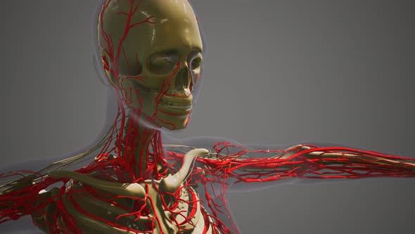 Science Anatomy of Human Blood Vessels