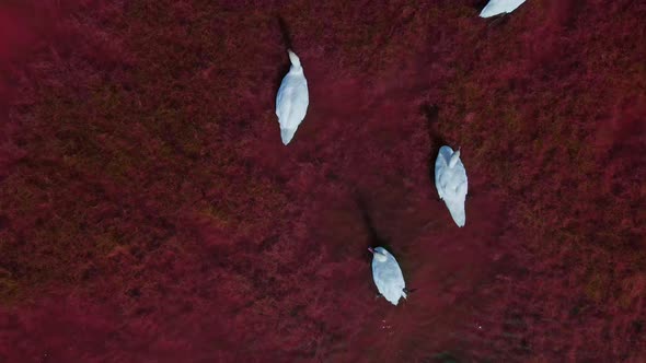 Aerial Slow Motion Above Top View of Beautiful Wild White Swans in Pink Red Salt Lake Waters Lot of