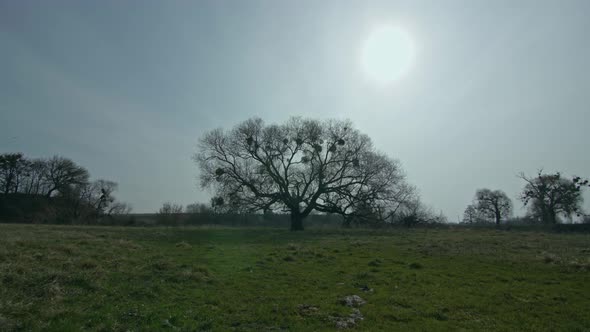 Tree In The Field