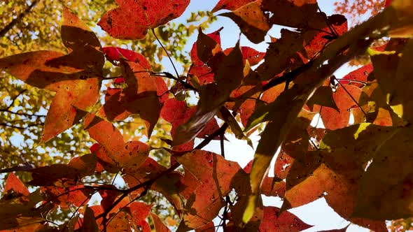 Red Maple Leaves In Autumn