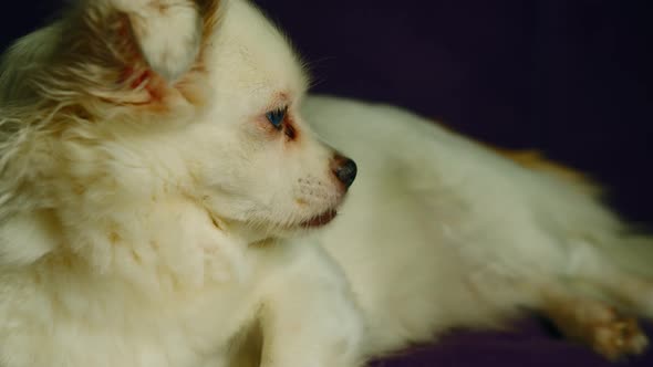 Fluffy White Dog Lying and Looking Away