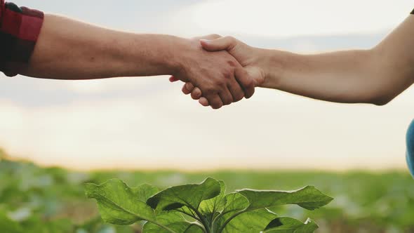 Friendly Handshake Two Farmers Shaking Hands Against the Background of a Green Wheat Field