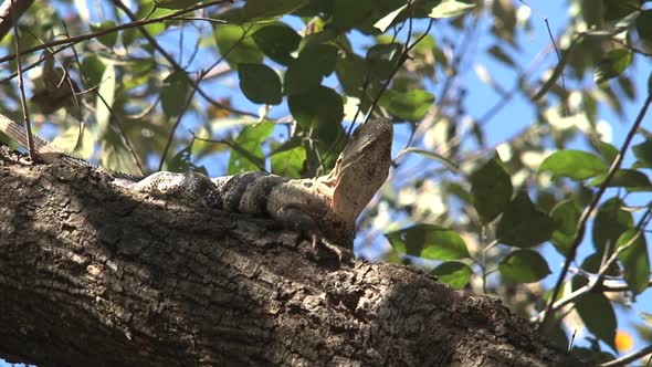 Lizard in a tree at Parque Nacional Barra Honda