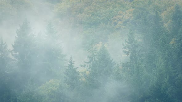 Thick Mist Moves Over Forest Landscape