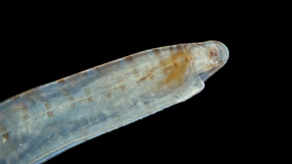 Polychaeta Polyophthalmus Sp. Worm Under a Microscope, Ophelliidae Family