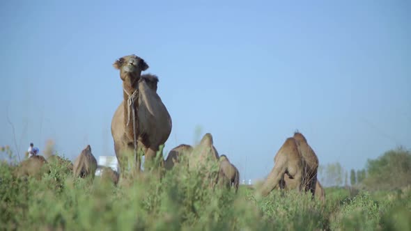 camel grazing in green pastures