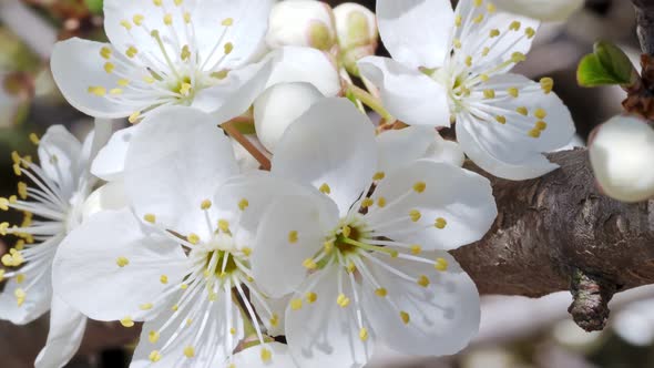 Close-up of white cherry blossoms