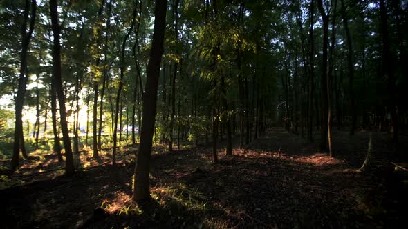 Forest in Sunny Afternoon 04