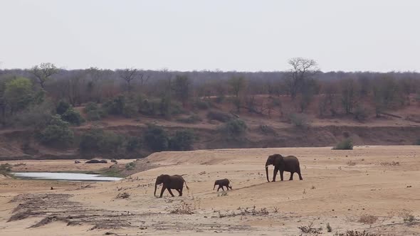 small elephant family walks together