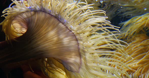 Sea Anemone, Real Time 4K